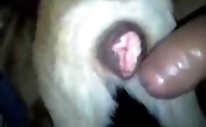 anroll net - guy fucks animal, zoophilia fuck porn