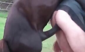 gay bestiality, horse sex
